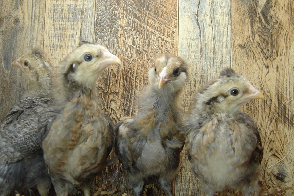 4 Pullet Chicks Week 3